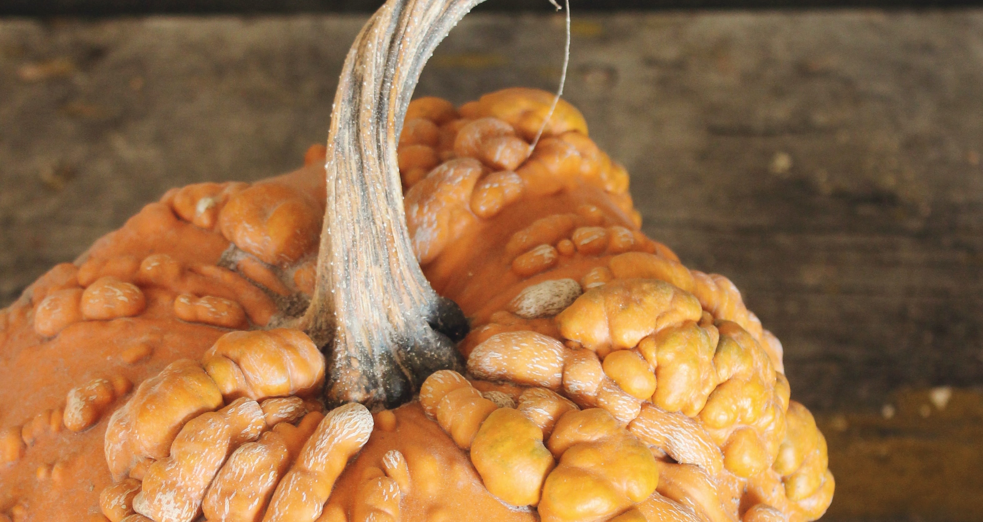 Pumpkin